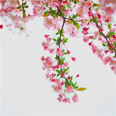 暗黑群侠传bt满v版下载